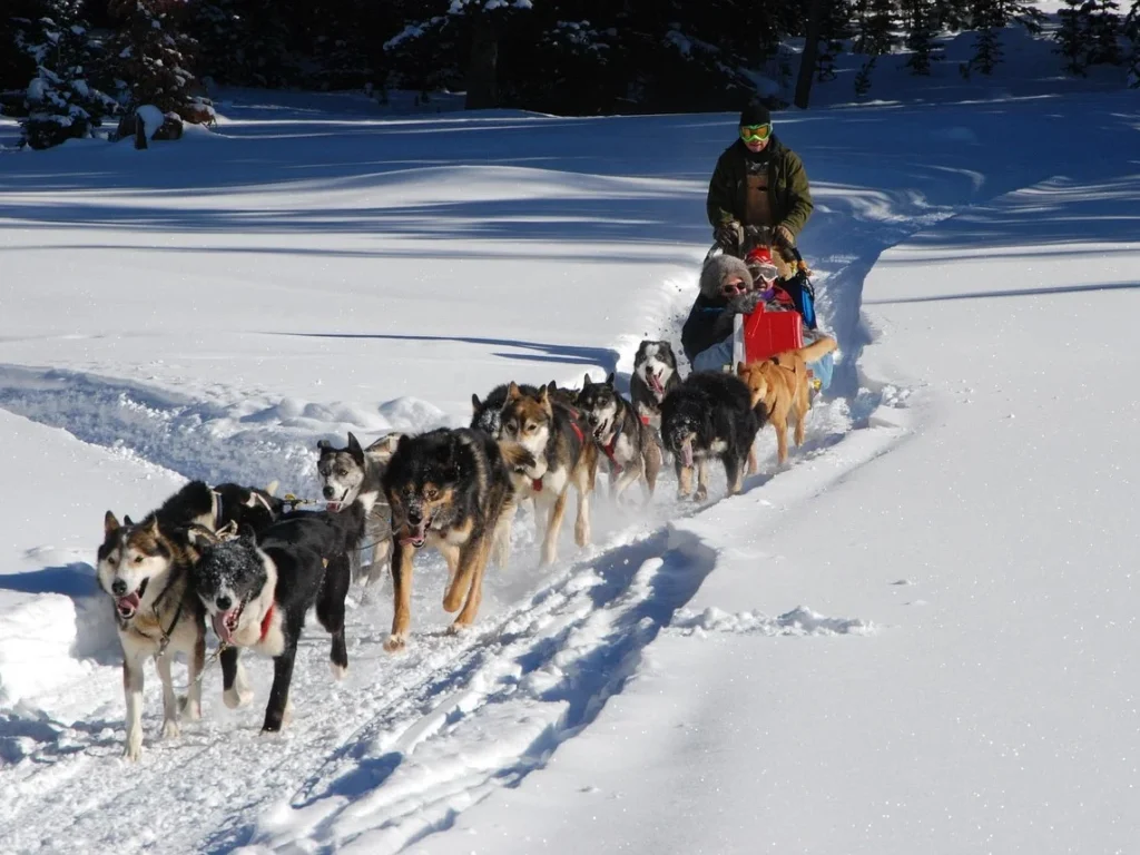 冬季運動-雪橇-狗拉雪橇