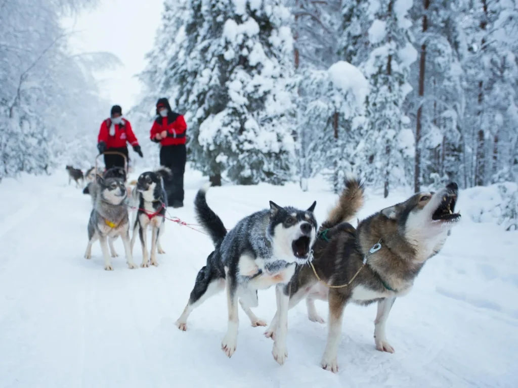 冬季運動-雪橇-芬蘭拉普蘭狗拉雪橇
