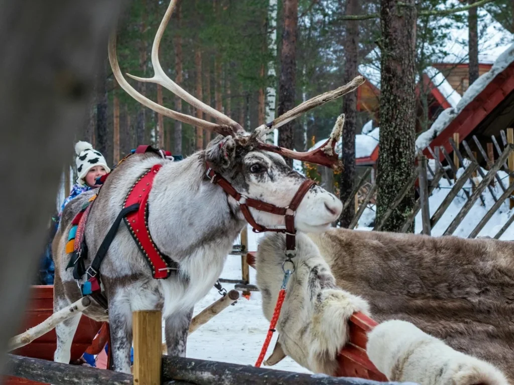 冬季運動-雪橇-芬蘭聖誕老人村的馴鹿1