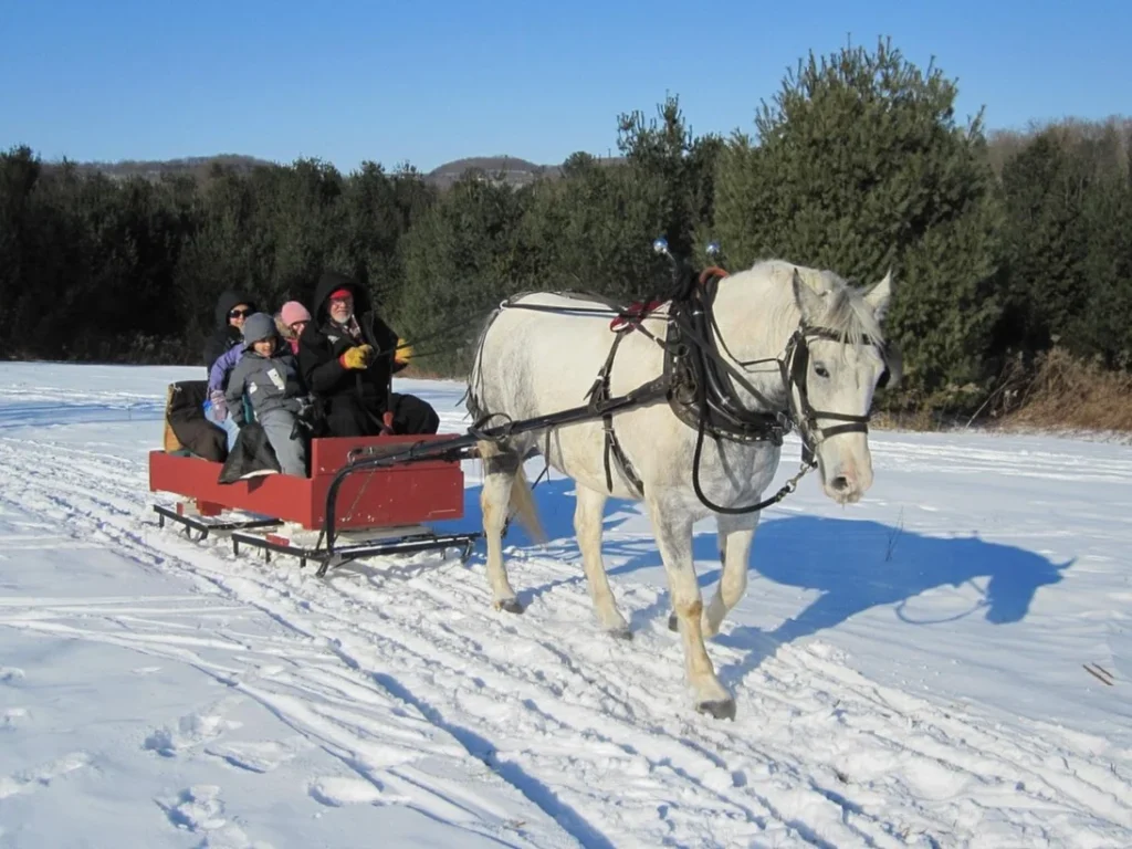 冬季運動－雪橇－馬拉雪橇
