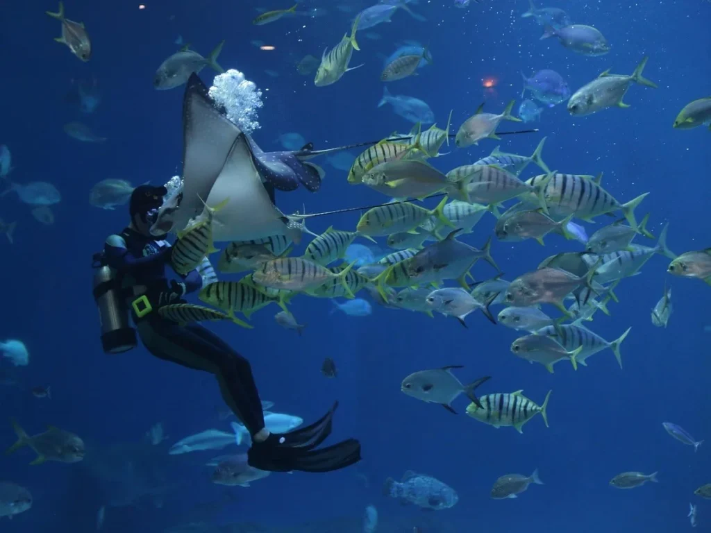 水上運動-潛水-主題