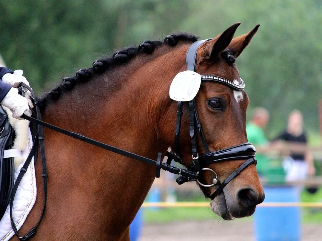 野外運動-騎馬-韁繩