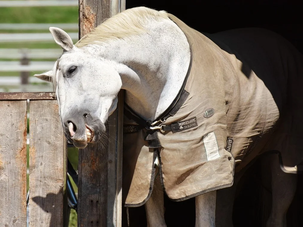 野外運動-騎馬-馬匹保暖防蚊衣