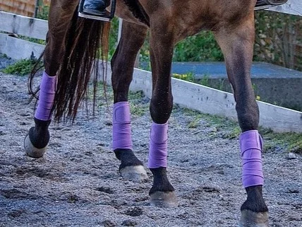 野外運動-騎馬-馬匹護具
